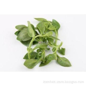 Andrographolide 98% Chinese Herbal Extract Health For Medic
